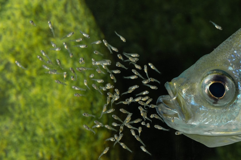 Haplotaxodon microlepis 'Cape Kabogo'